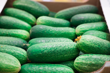 Cucumber background Cucumber harvest. many cucumbers. cucumbers from the field.