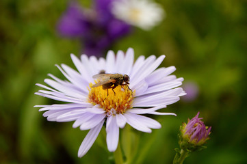 Obraz premium ромашка и насекомое.