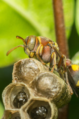 Macro of Hymenoptera on the nest in nature
