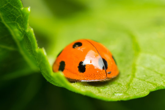 Brange Bilder Durchsuchen 42 Archivfotos, und Videos