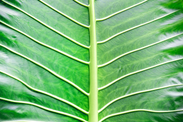 Green leaf macro background