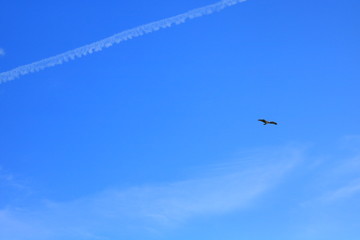 seagull