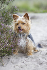 yorkshire terrier