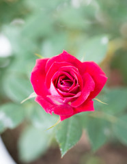 Pink Rose