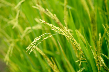 Fototapeta na wymiar Rice Plant