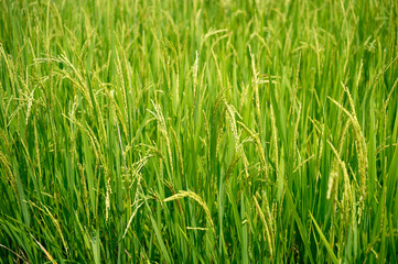 Rice Plantation