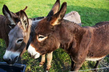 Donkey