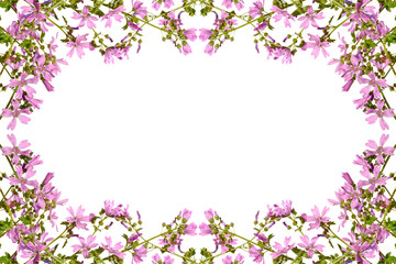 Naklejka na ściany i meble Frame with flowering pink mallow on a white background.