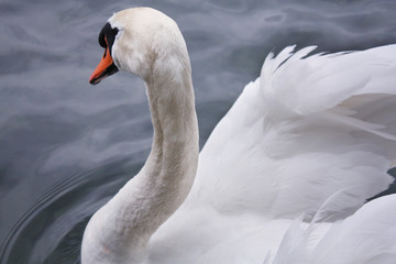 white swan