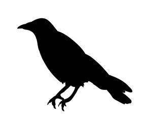 isolated black silhouette bird, crow