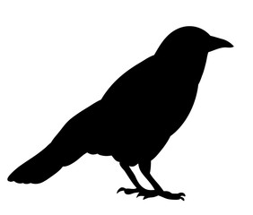 Vector, isolated black silhouette bird, crow