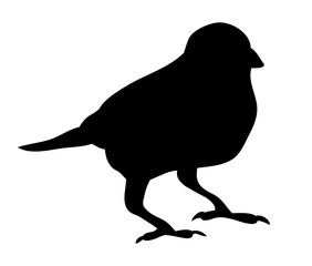 black silhouette bird