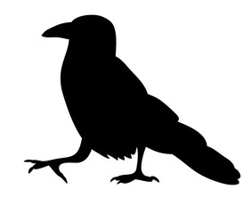 Vector, isolated black silhouette bird, crow