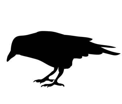 recommend clip art: black silhouette bird, crow