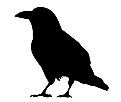 black silhouette bird, crow
