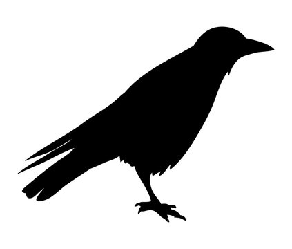  isolated black silhouette bird, crow