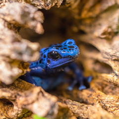 Blue Poison Dart From Coming Out of a Log