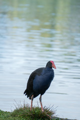 Pukeko Standing in Grass Beside Lake in New Zealand Vertical with Copy Space