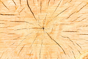 Cut of a tree trunk with age rings and cracks