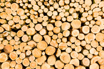 Timber logs on a lumberyard