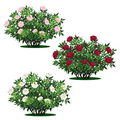 set of peony bushes with green leaves and flowers