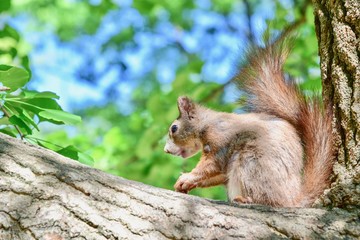Naklejka na ściany i meble Adorable Squirrel Sitting on a Tree