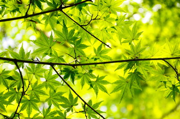 夏の緑のもみじ