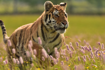 The Siberian tiger (Amur tiger - Panthera tigris altaica) in his natural environment in beautiful country