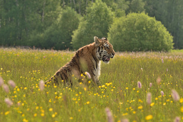 The Siberian tiger (Amur tiger - Panthera tigris altaica) in his natural environment in beautiful...