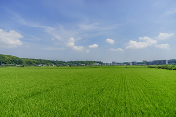 Fototapeta premium 夏の千葉の田園風景