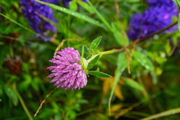 Close-up of Red Clover (Trifolium pratense) in natural setting. Nice background with clovers and dew drops on the grass