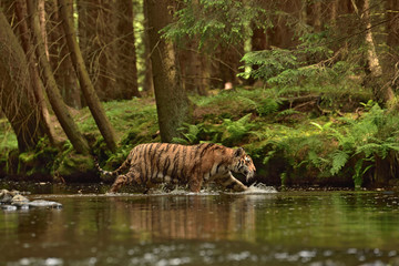 Plakat The Siberian tiger (Amur tiger - Panthera tigris altaica) in his natural environment in the river in beautiful country 