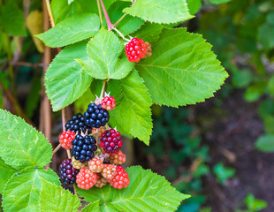 Blackberry fruit.
Ripe, ripening, and unripe blackberries hanging on a branch of a plant.