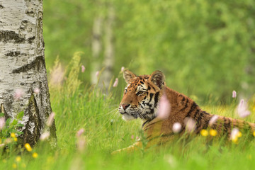 The Siberian tiger (Amur tiger - Panthera tigris altaica) in his natural environment in beautiful country