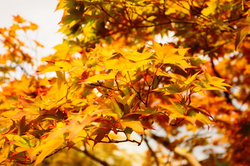京都の紅葉