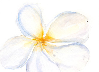 White flower, watercolor painting, floral art