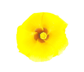 Yellow Hibiscus on white background