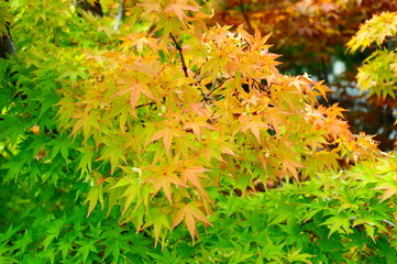 京都の紅葉