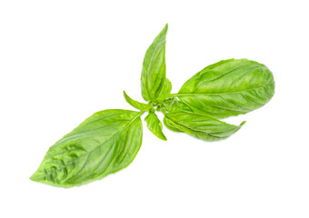 Twig of green basil on a white background
