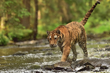 The Siberian tiger (Amur tiger - Panthera tigris altaica) in his natural environment in the river in beautiful country	