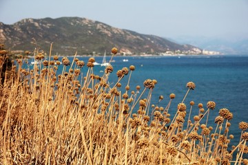 ile les sanguinaires