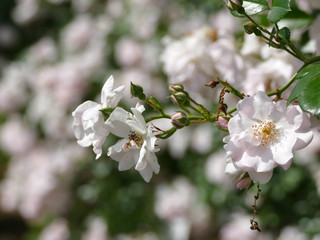 Obraz premium バラ ガラシャ