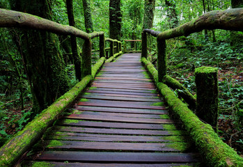 Fototapeta premium old charming wooden bridge in the forest.