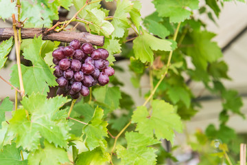 Branches of red wine grapes growing in vineyard,Close up view of fresh red wine grape . Vineyard view with big red grape growing. Ripe grape growing at wine fields.