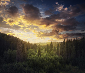 beautiful sunset above the forest