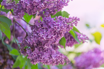 Fototapeta na wymiar Branch of lilac flowers with green leaves