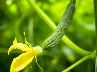 Flowering and fruiting cucumbers in industrial horticulture