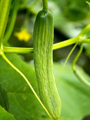 Flowering and fruiting cucumbers in industrial horticulture - obrazy, fototapety, plakaty