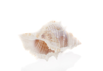 Sea shell on white background