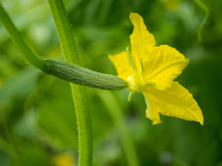 Flowering and fruiting cucumbers in industrial horticulture